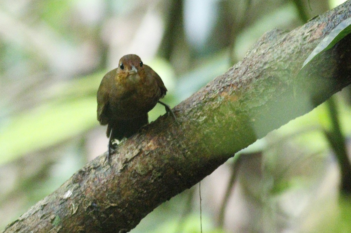 Black-tailed Leaftosser - ML403545121