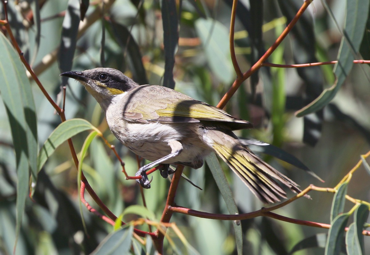 Singing Honeyeater - ML403545621