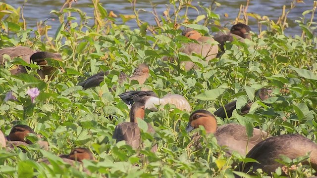 Northern Pintail - ML403545861