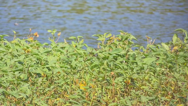 Northern Pintail - ML403545981