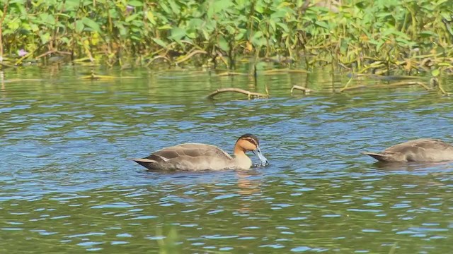 アカノドカルガモ - ML403546001