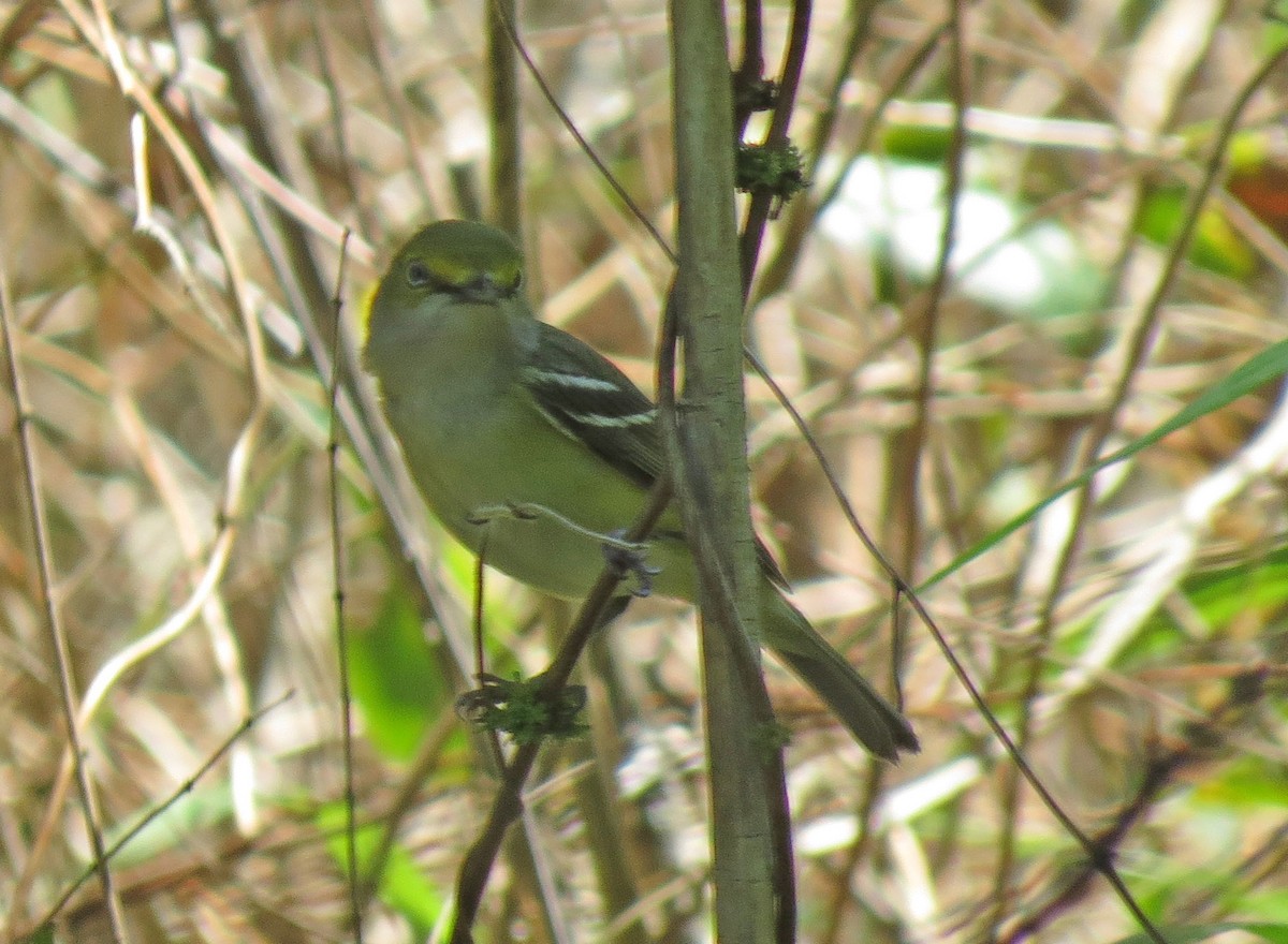 Weißaugenvireo - ML40354711