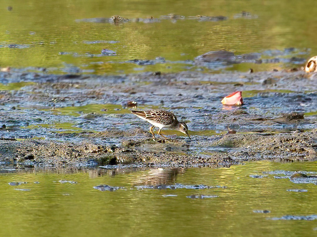 Langzehen-Strandläufer - ML403548531