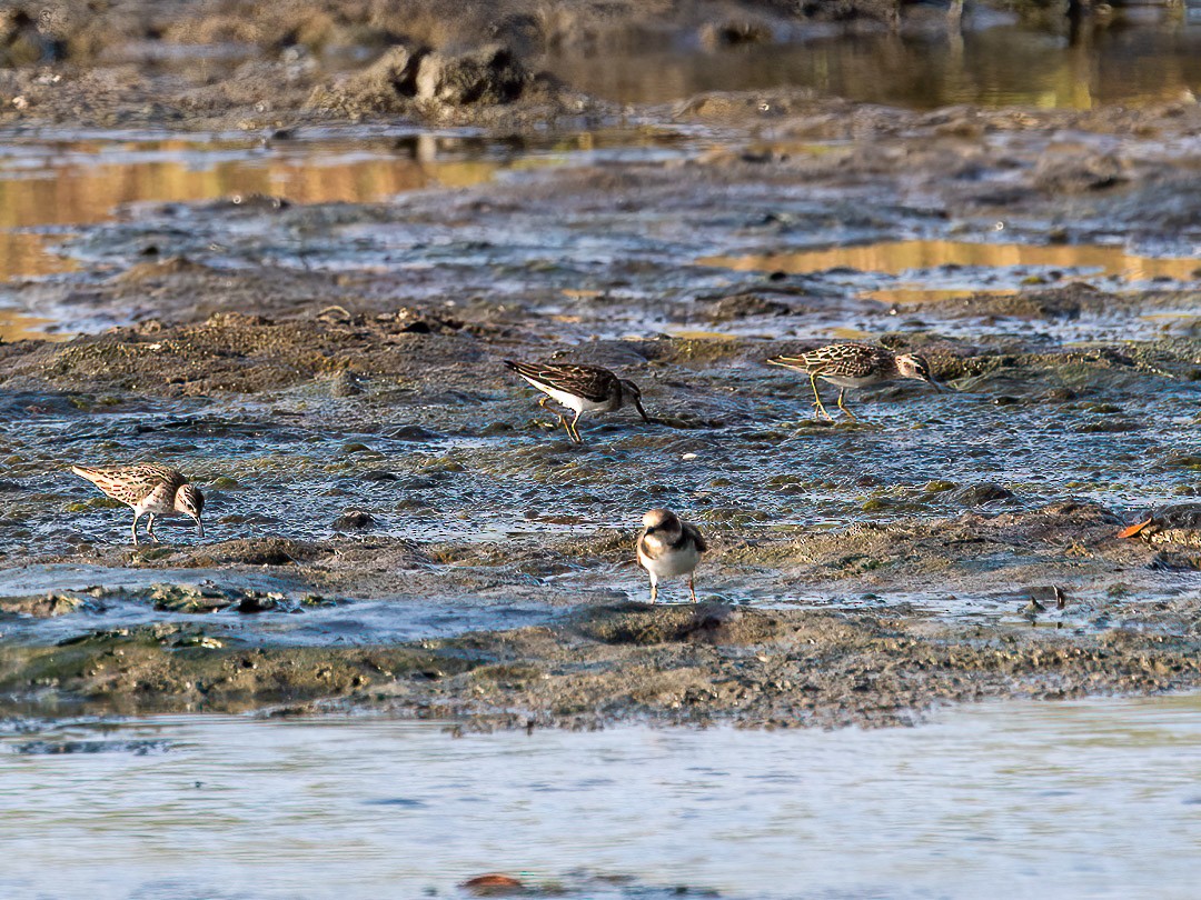 Long-toed Stint - Tom Reynolds