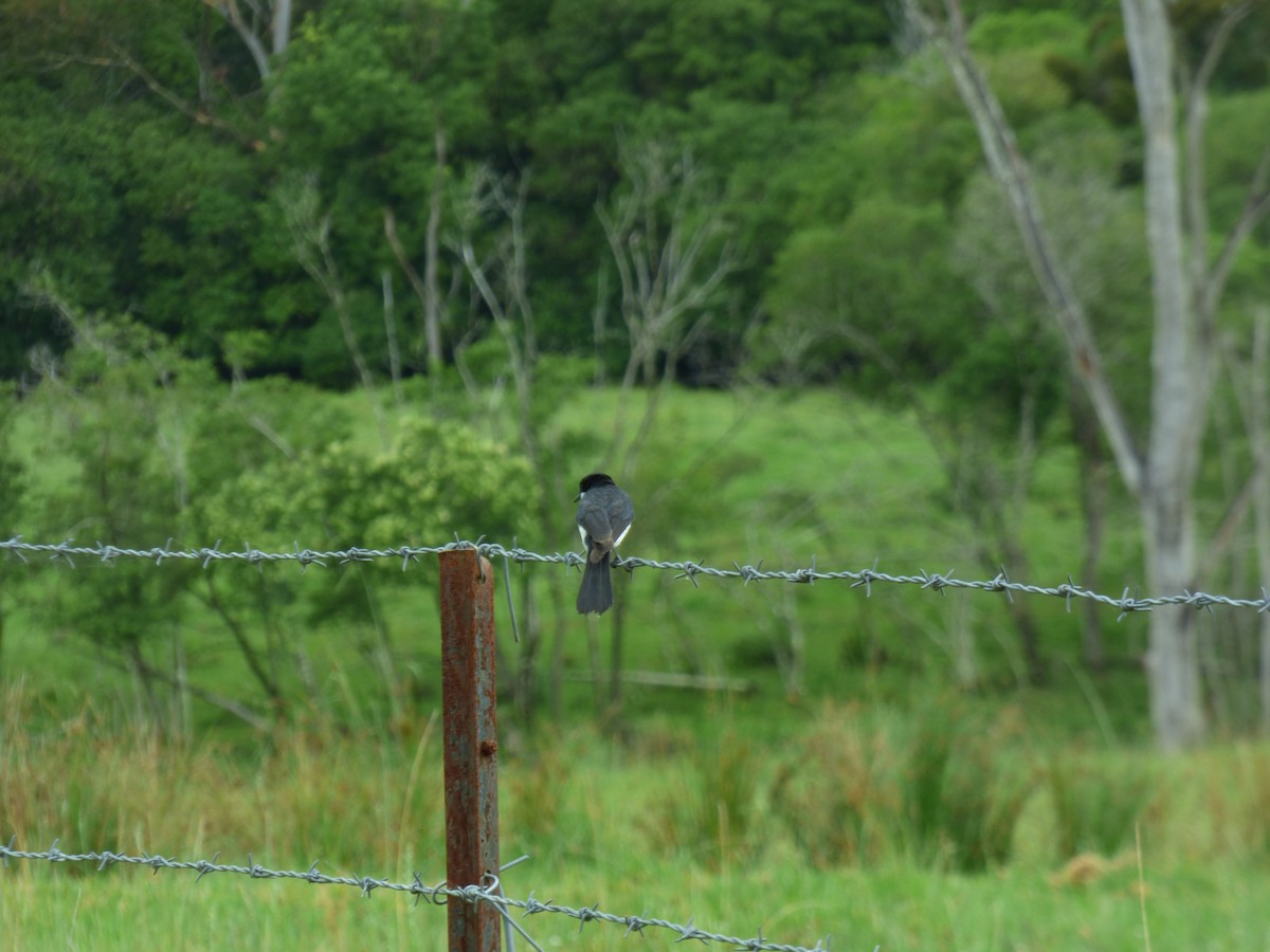 Restless Flycatcher - ML403549681