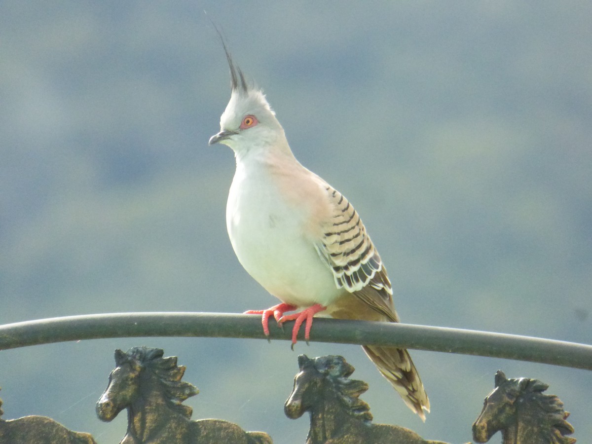 Crested Pigeon - ML403549951