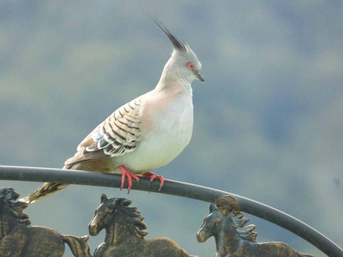 Crested Pigeon - ML403549981