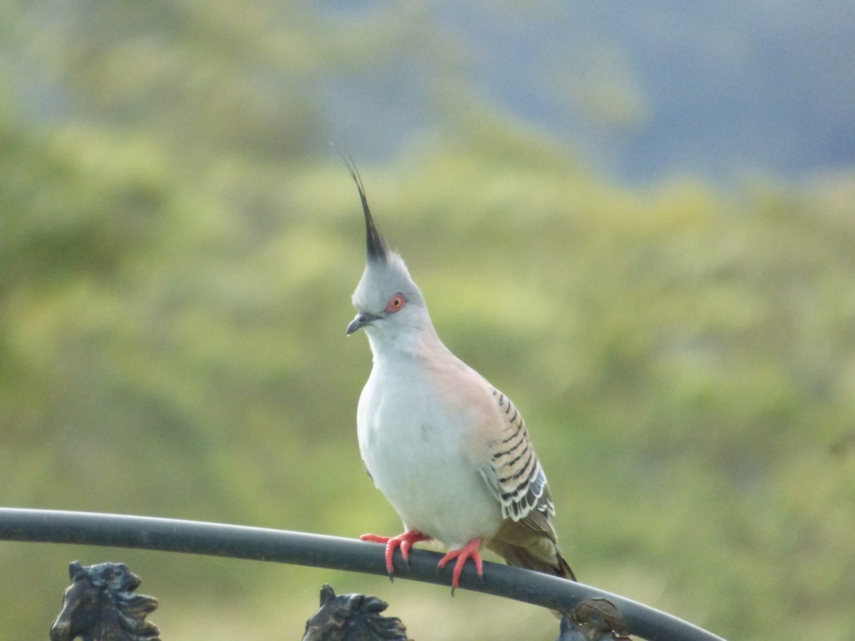 Crested Pigeon - ML403550001