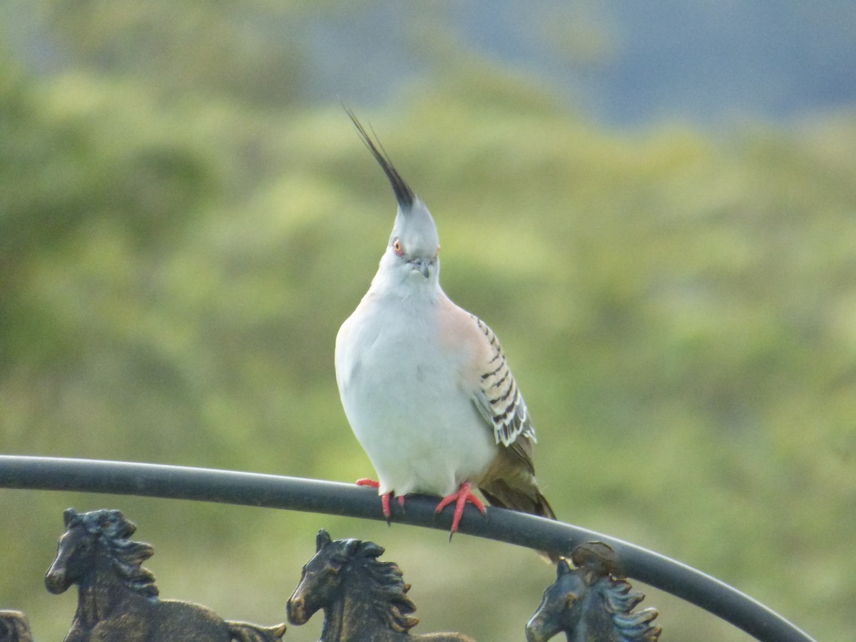 Crested Pigeon - ML403550061