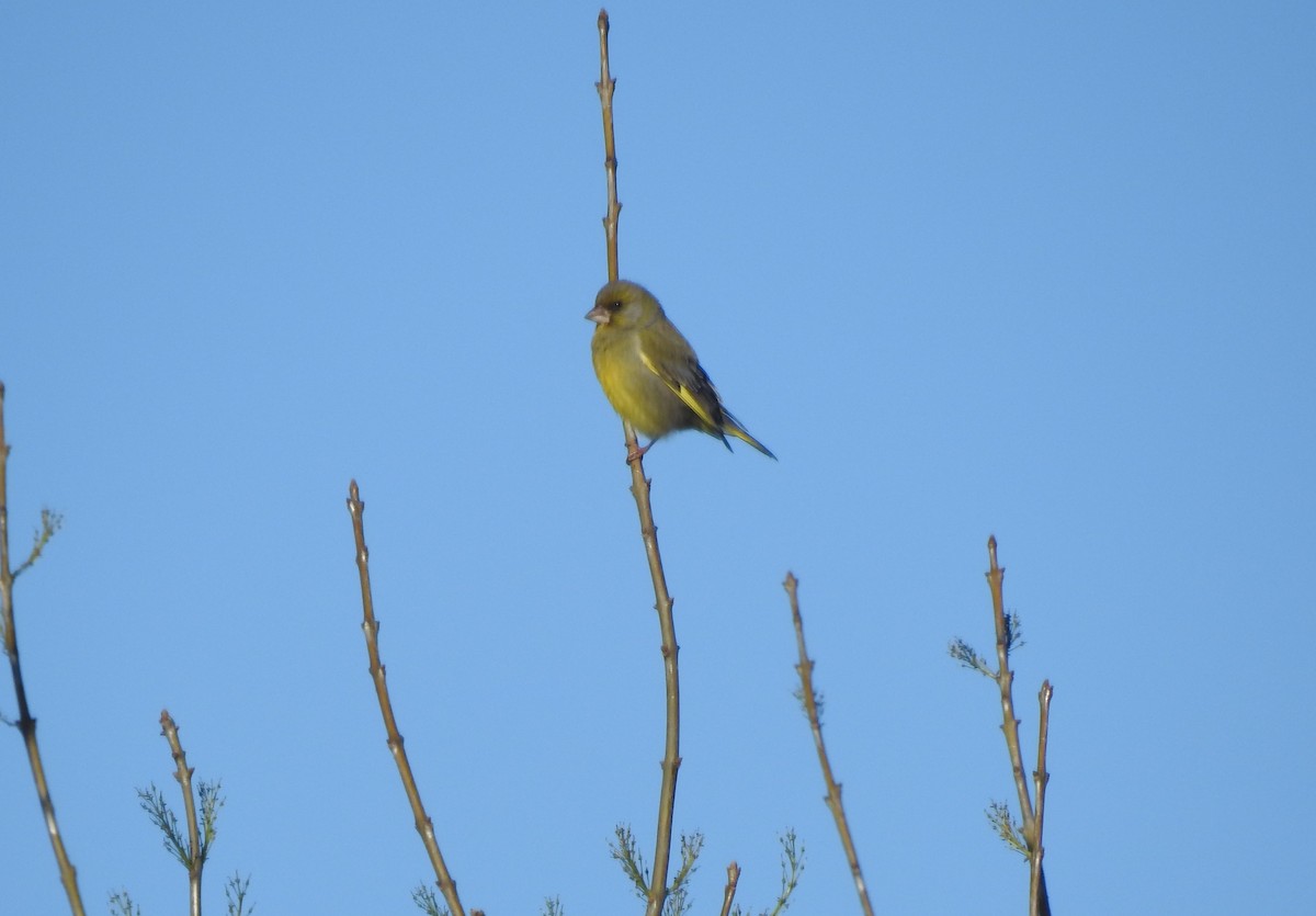 European Greenfinch - ML403550601