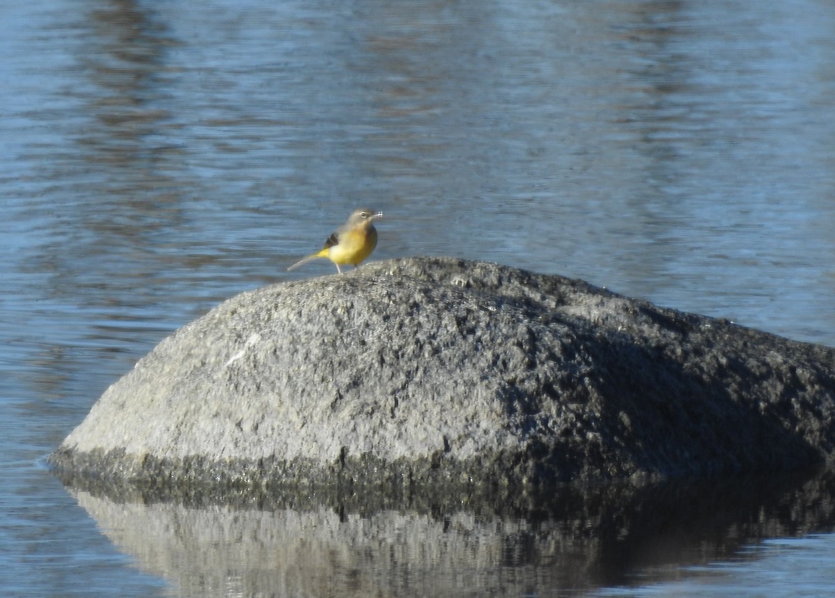 Gray Wagtail - ML403550671