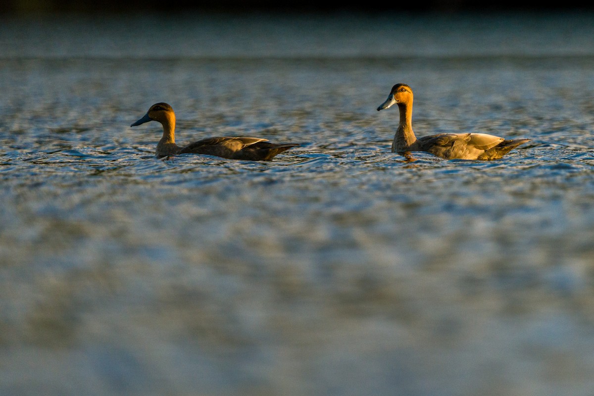 Philippine Duck - Myron Ray Sy Evasco