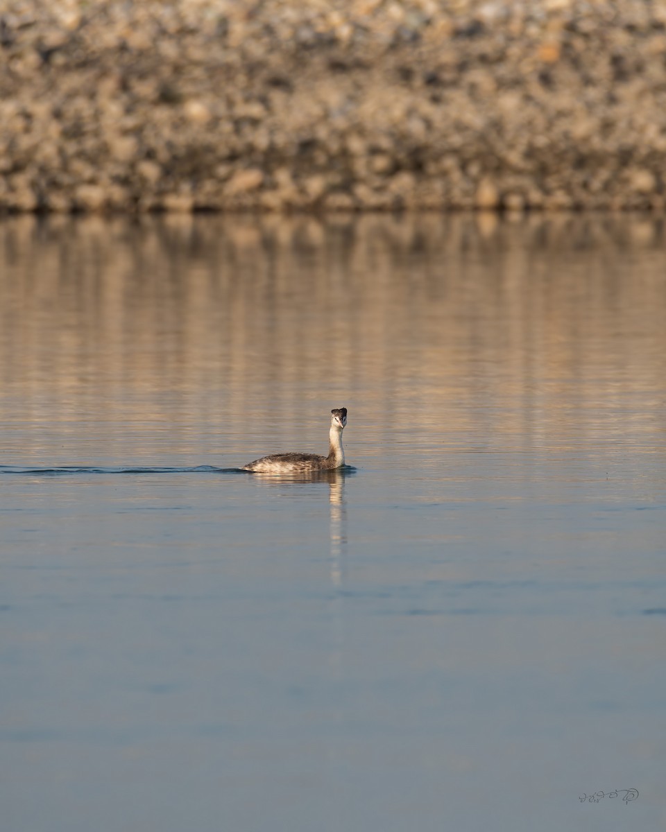 Great Crested Grebe - Partha Saradhi Allam