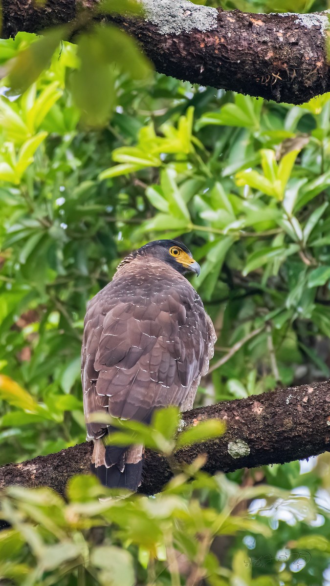 Crested Serpent-Eagle - Partha Saradhi Allam