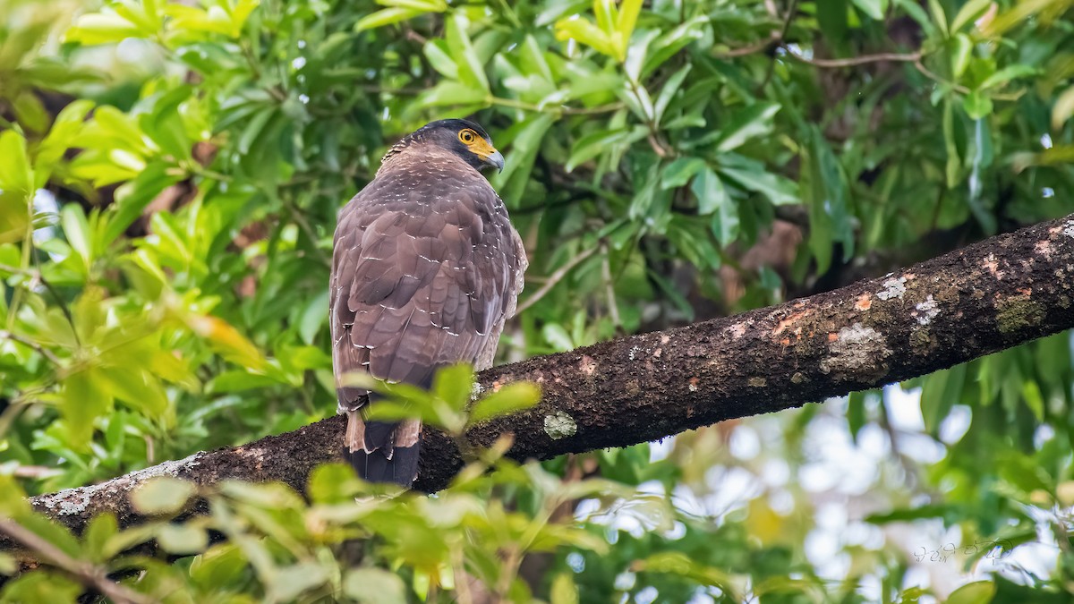 Crested Serpent-Eagle - Partha Saradhi Allam