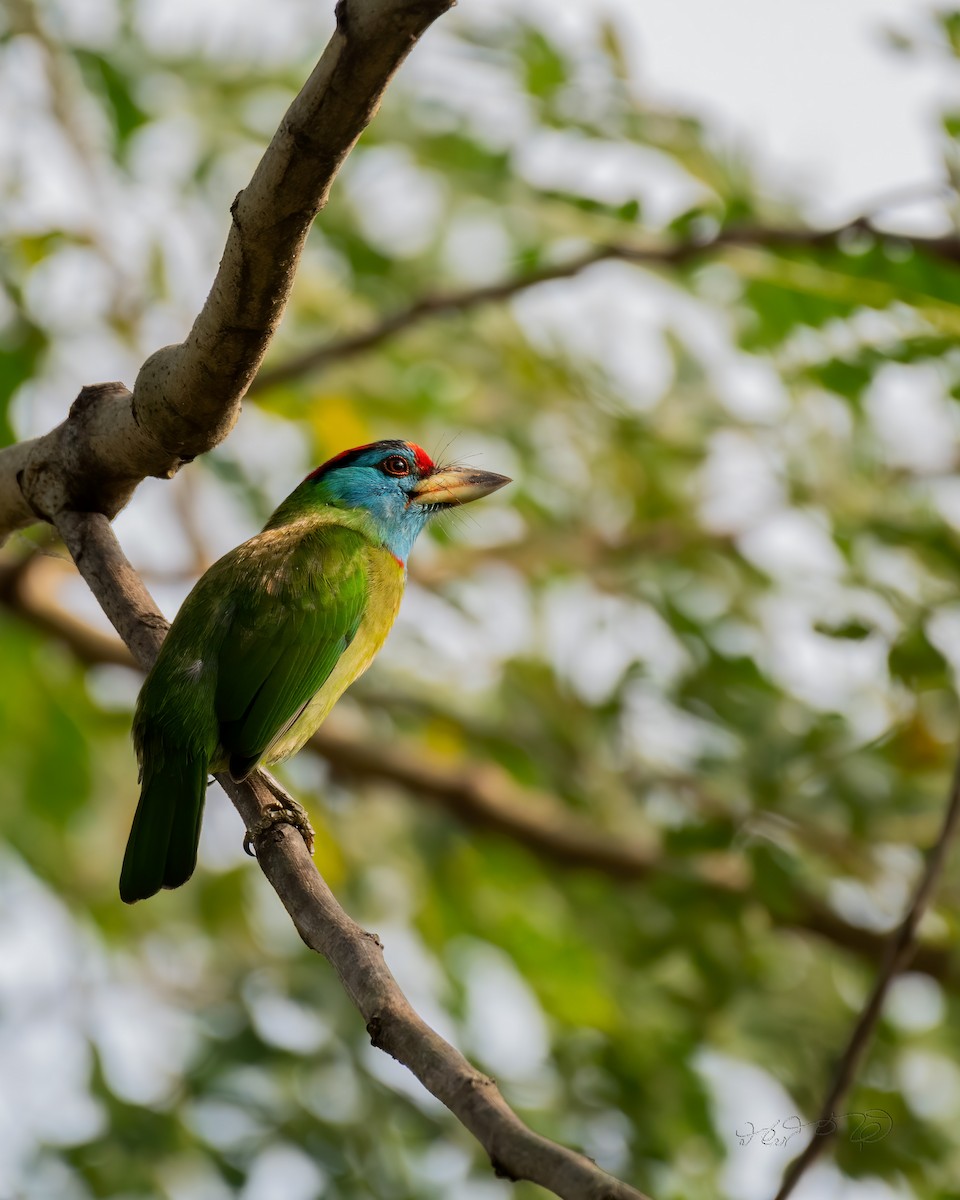 Blue-throated Barbet - Partha Saradhi Allam