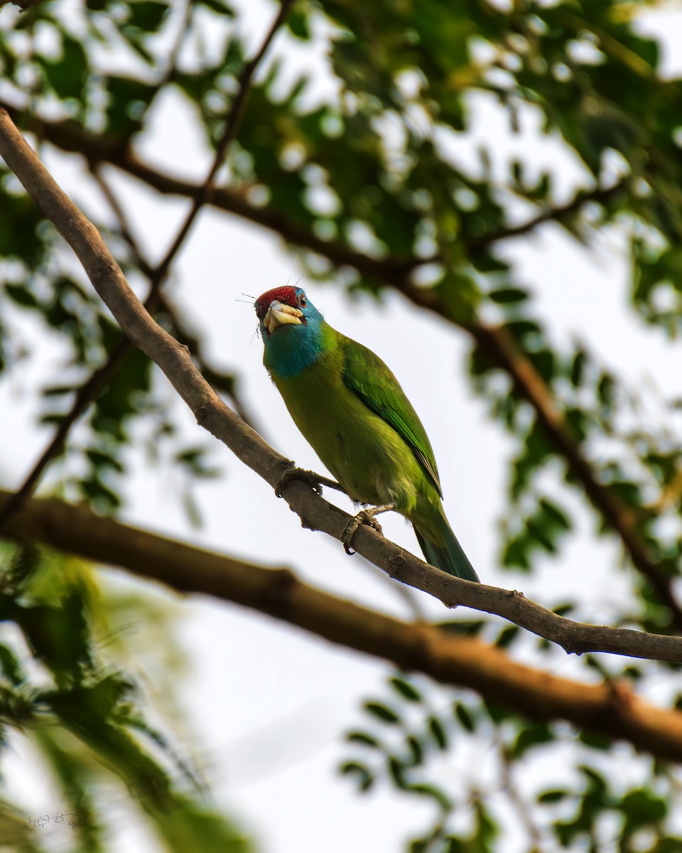 Blue-throated Barbet - Partha Saradhi Allam