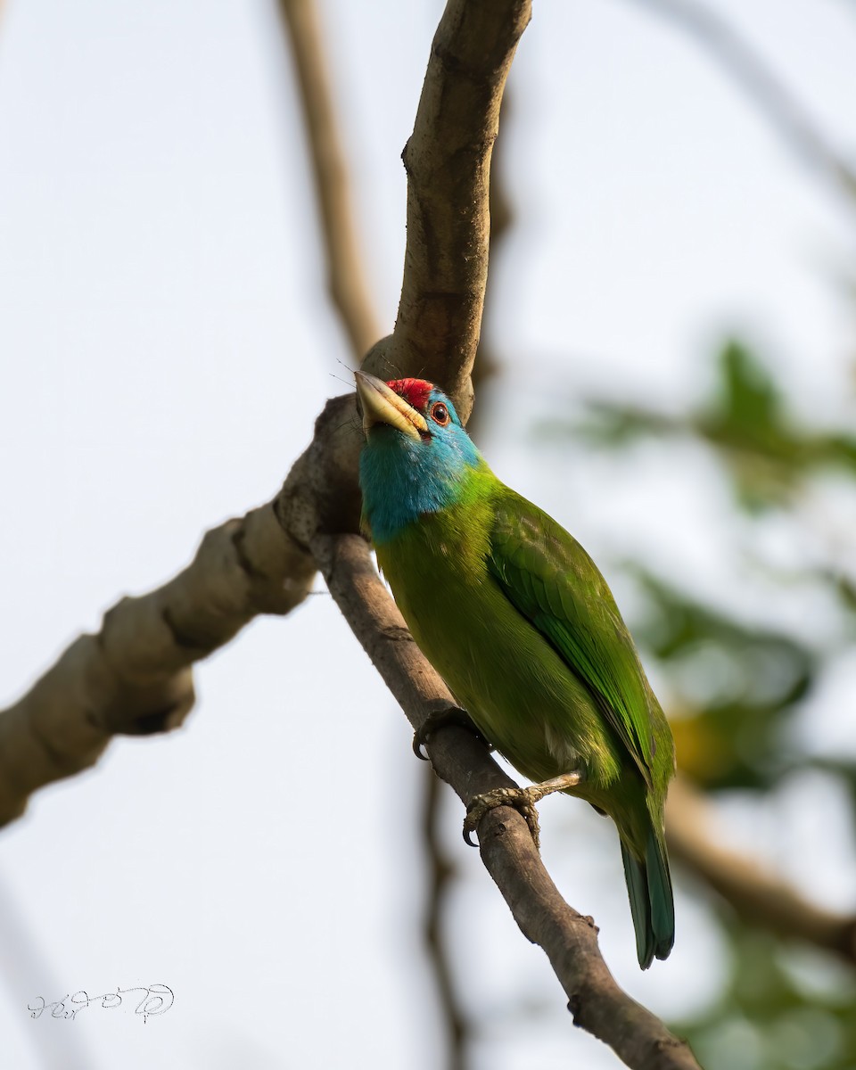 Blue-throated Barbet - Partha Saradhi Allam