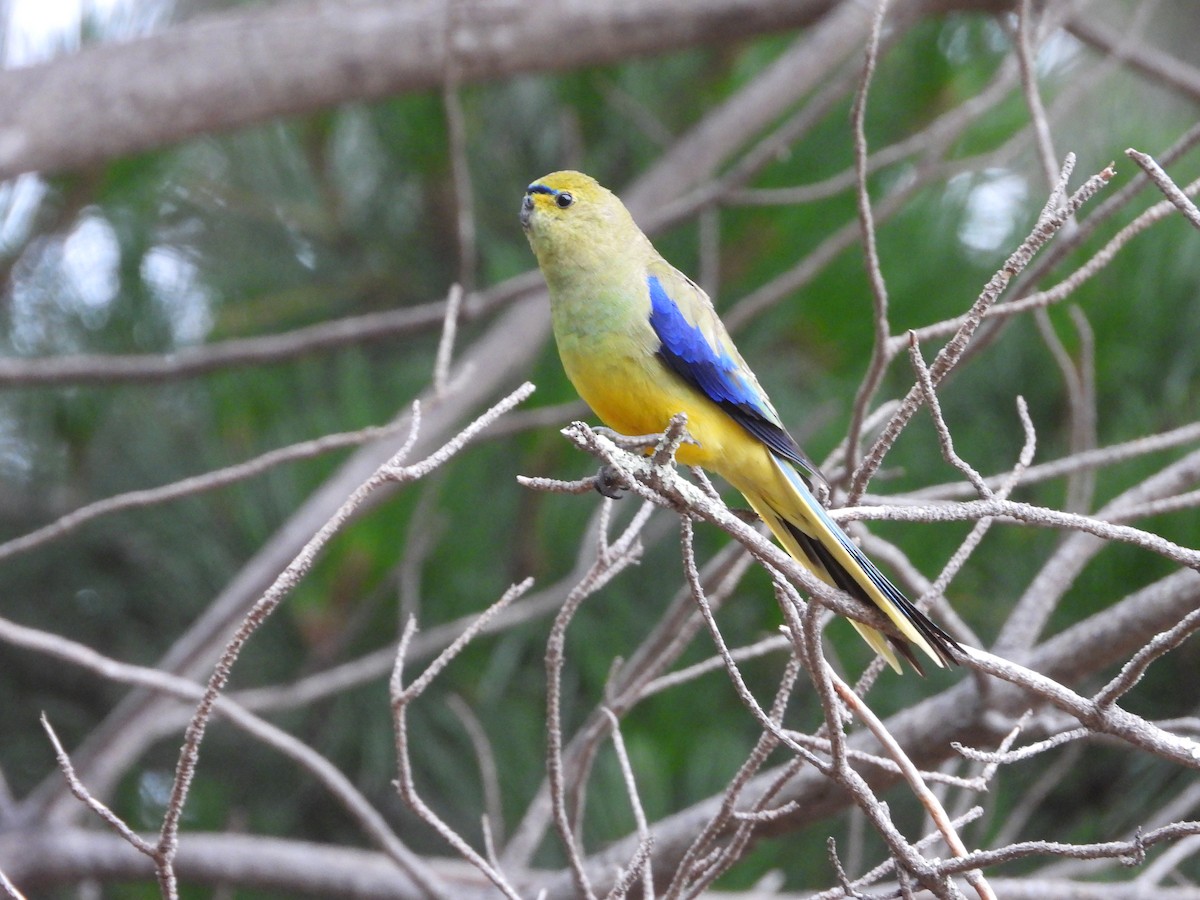 Blue-winged Parrot - ML403553001