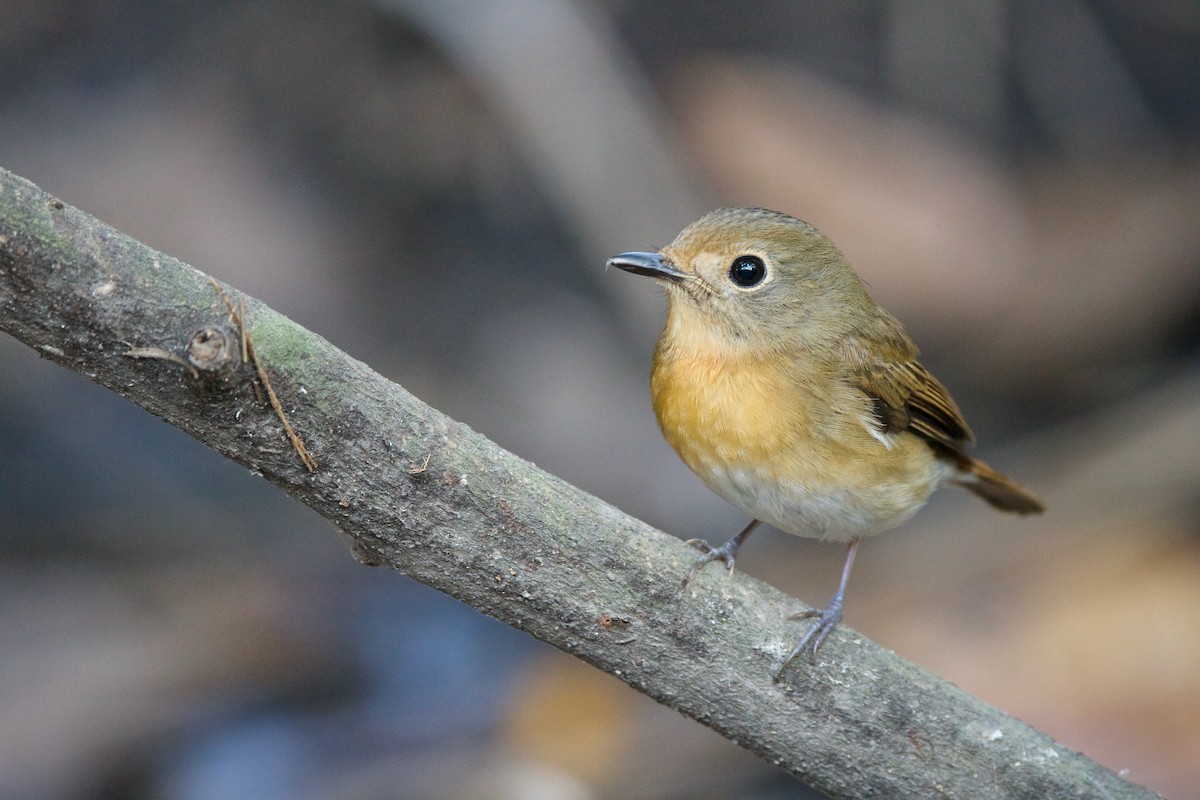 Chinese Blue Flycatcher - Sam Hambly