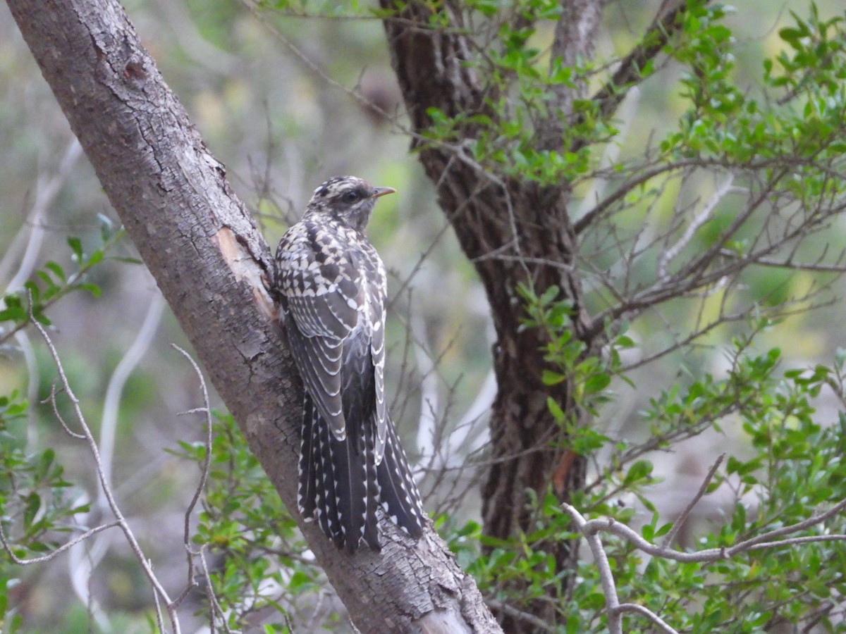 Pallid Cuckoo - ML403553091