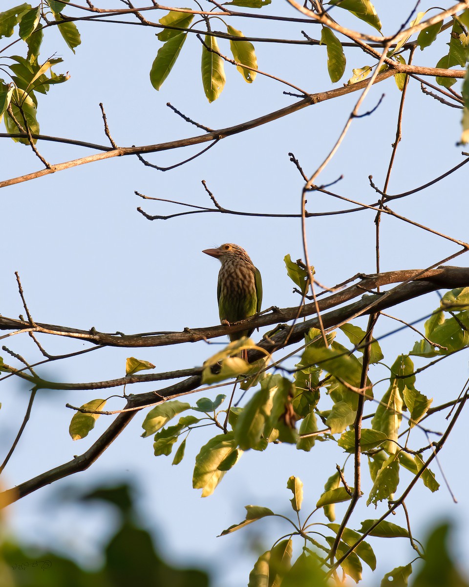 Lineated Barbet - Partha Saradhi Allam