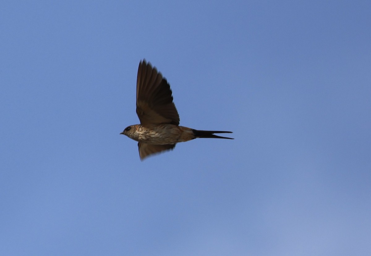 Eastern Red-rumped Swallow (Daurian) - ML403553391