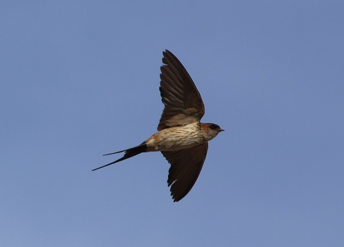 Eastern Red-rumped Swallow (Daurian) - ML403553791