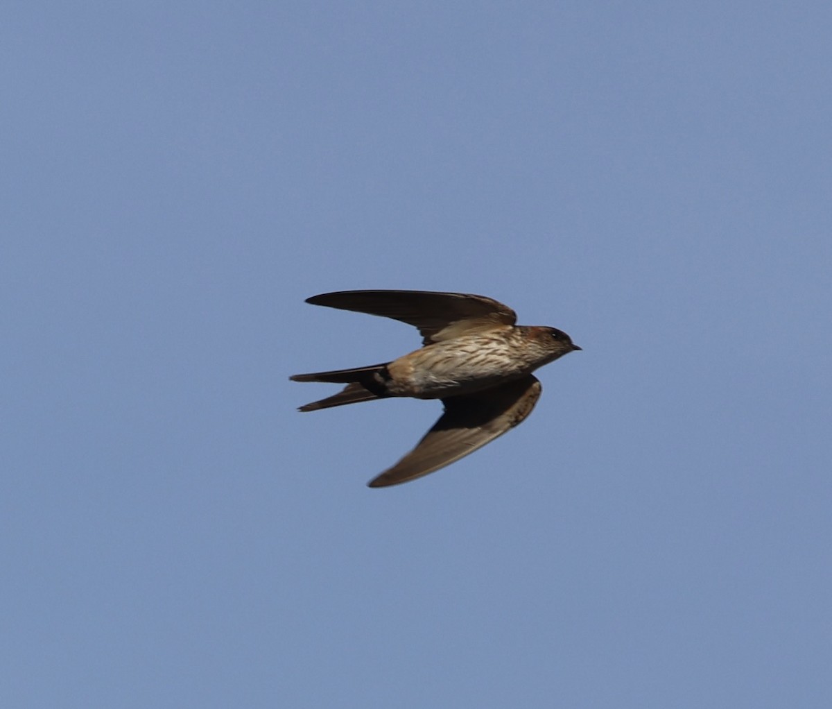 Eastern Red-rumped Swallow (Daurian) - ML403553801