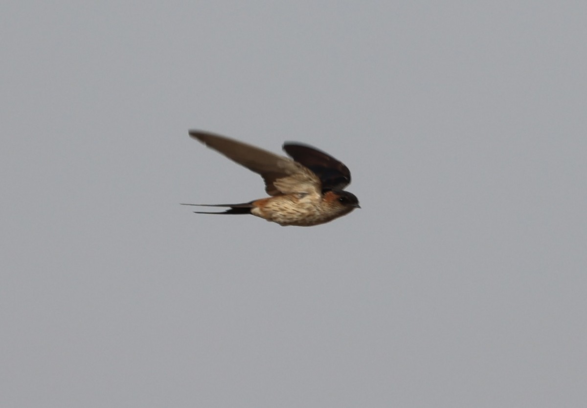 Eastern Red-rumped Swallow (Daurian) - ML403553811