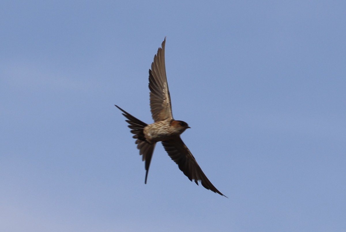 Eastern Red-rumped Swallow (Daurian) - ML403553821