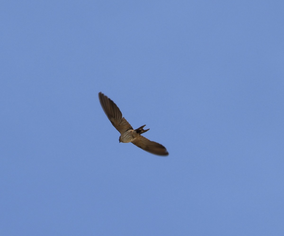 Eastern Red-rumped Swallow (Daurian) - ML403553831