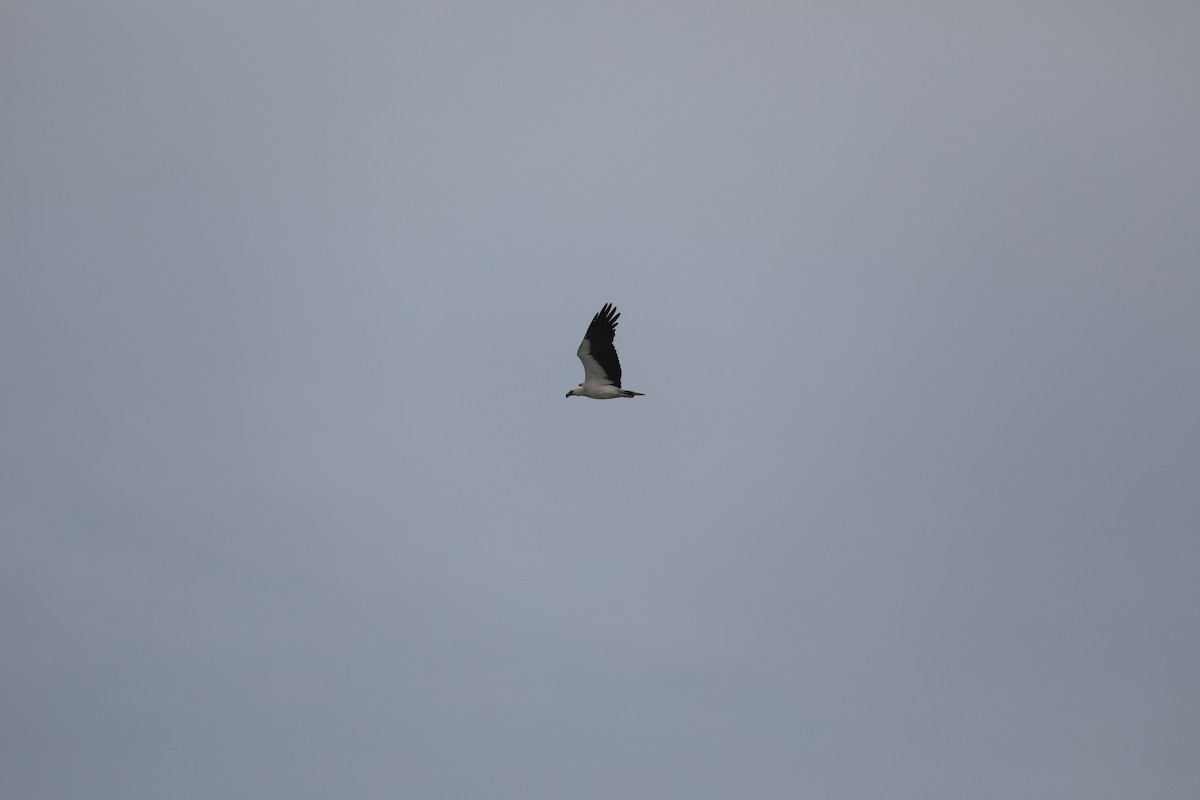 White-bellied Sea-Eagle - ML403555491