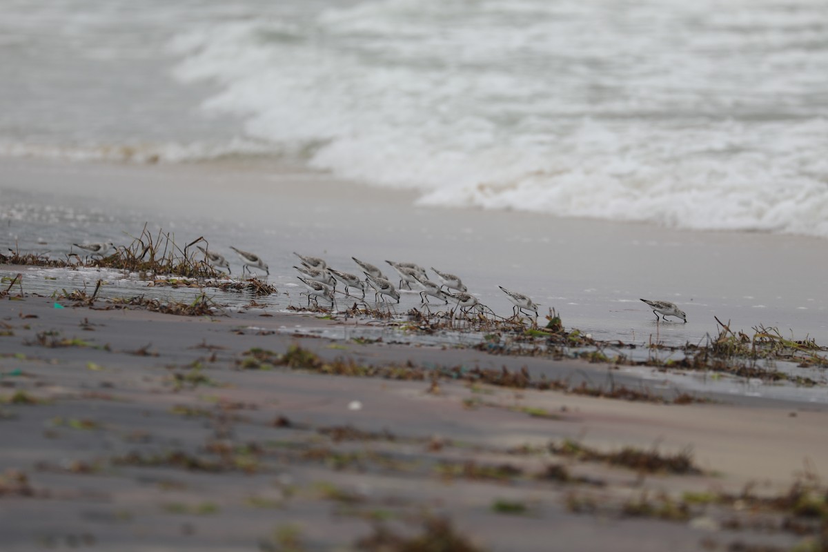 Bécasseau sanderling - ML403555581