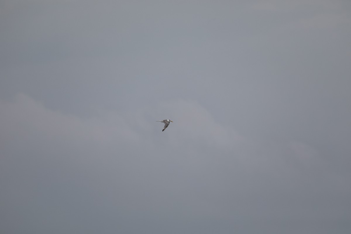 Great Crested Tern - ML403555621