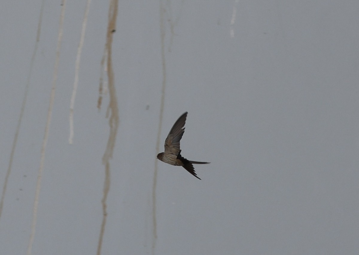Eastern Red-rumped Swallow (Daurian) - ML403555861