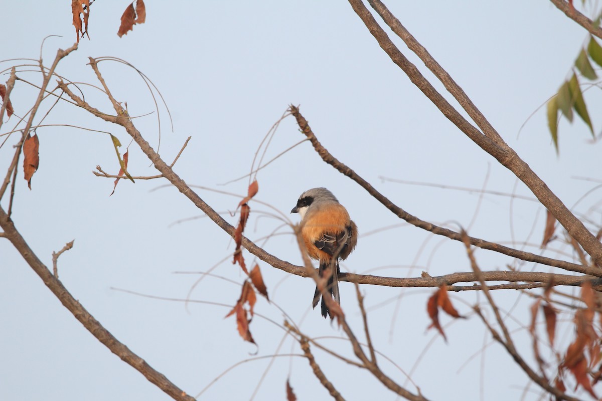 Long-tailed Shrike - ML403557721