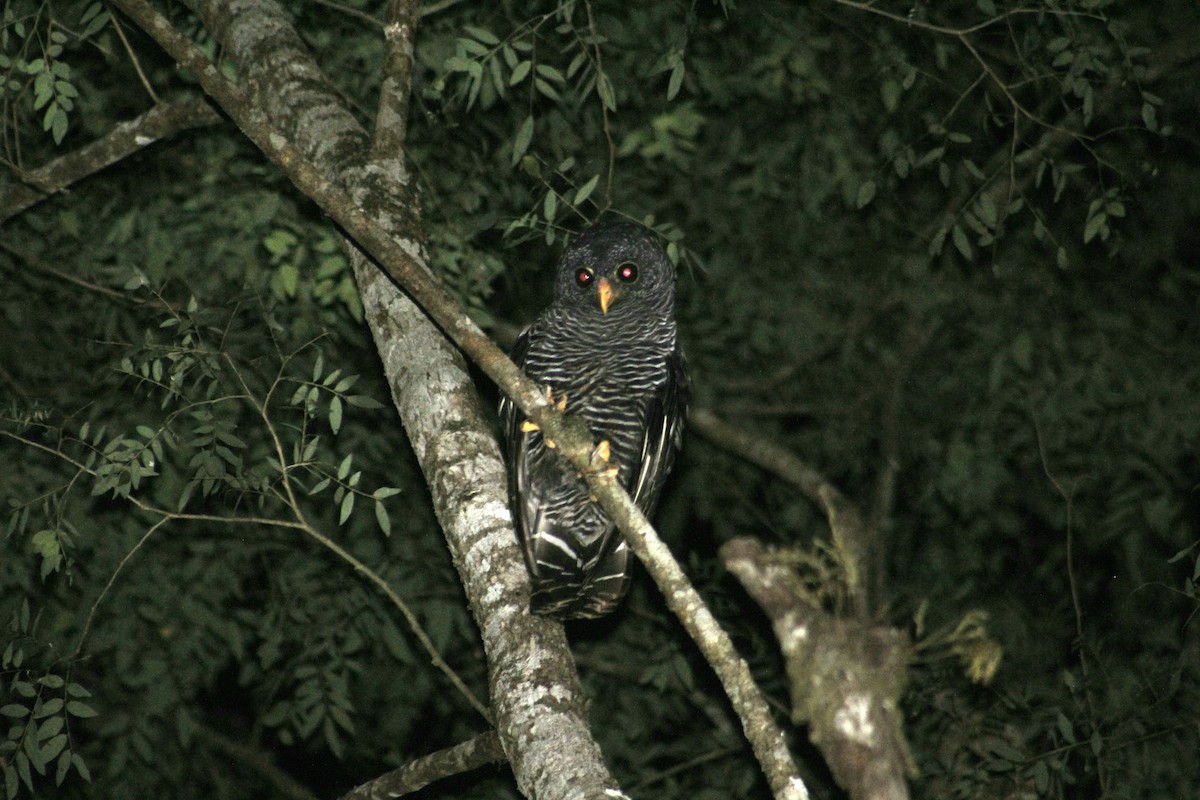 Black-banded Owl - ML403557731