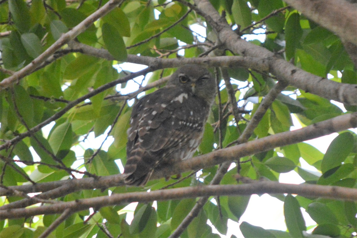 Barking Owl - ML403558581