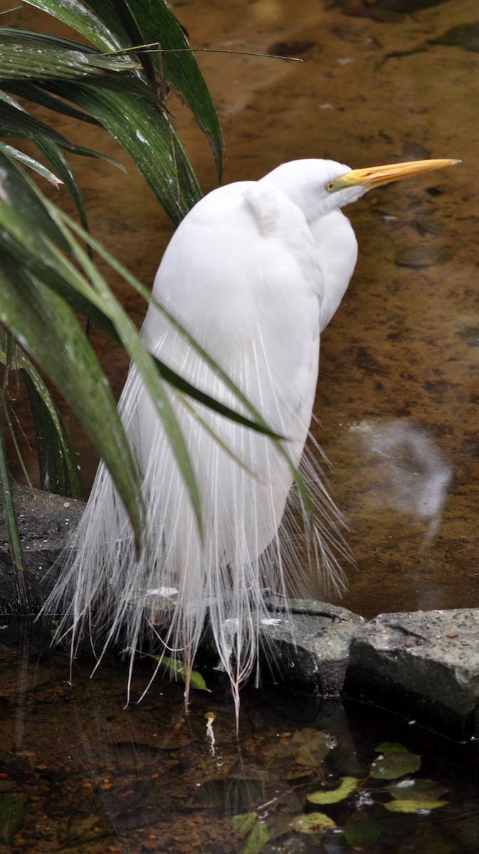 Great Egret - ML40355881