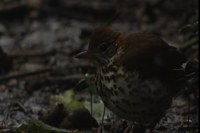 Wood Thrush - ML403561