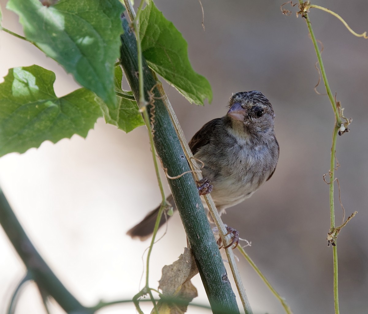 Yellow-rumped Serin - ML403561001