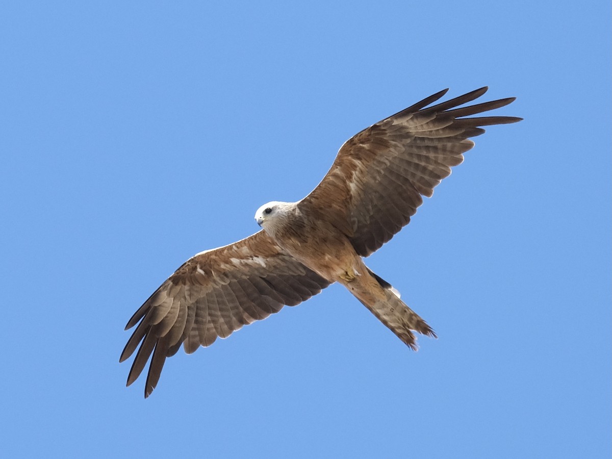 Black Kite (Black) - ML403561111