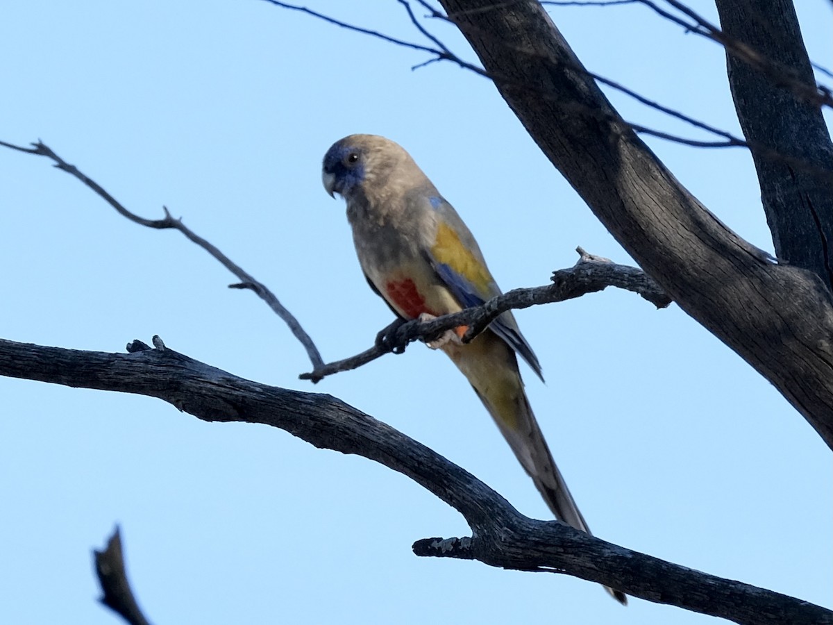 Mavi Yüzlü Papağan (haematogaster/pallescens) - ML403561671