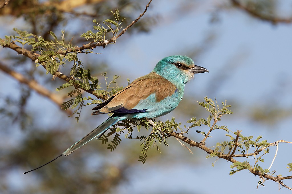 Abyssinian Roller - ML403562961