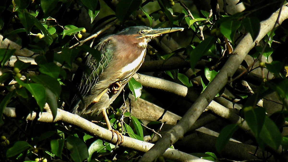 Green Heron - Erkki Lehtovirta