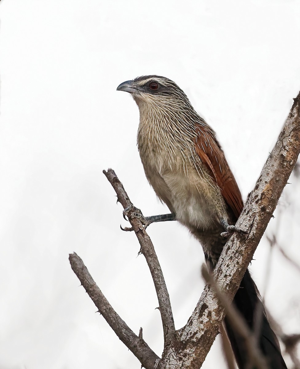 White-browed Coucal (White-browed) - ML403563671