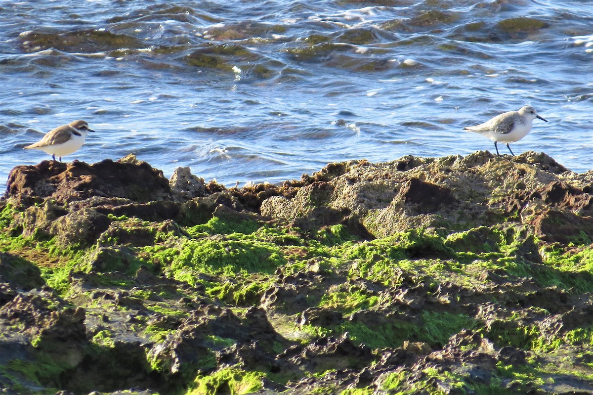 Kentish Plover - ML403564111