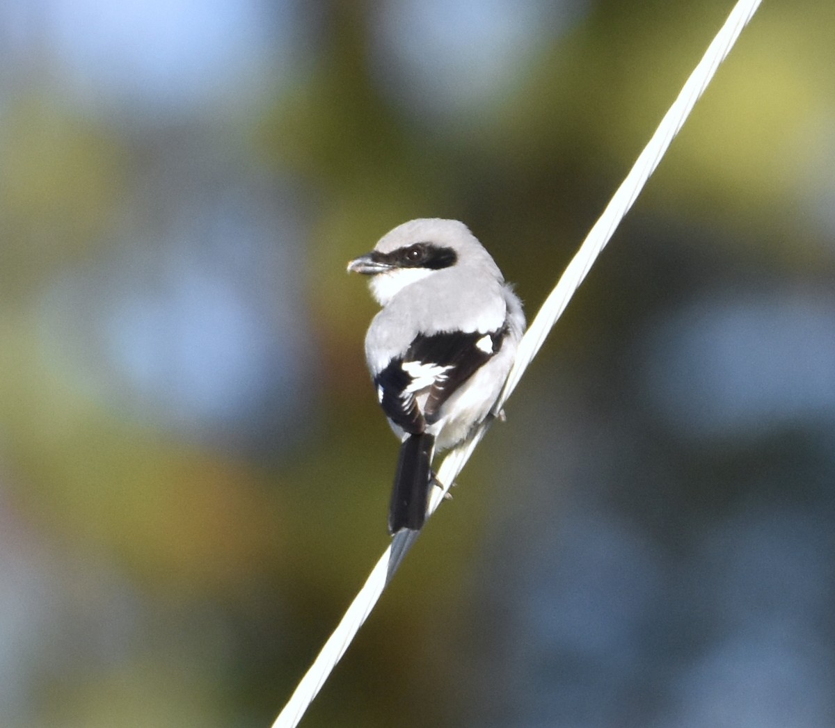 Loggerhead Shrike - ML403565041