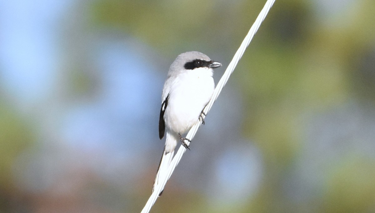 Loggerhead Shrike - ML403565051